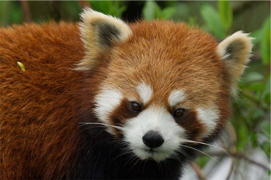 Red Panda 2 0506